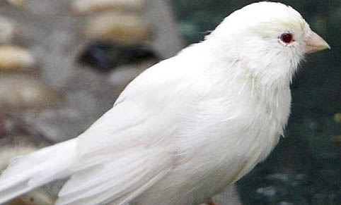 芙蓉鳥的飼養方法