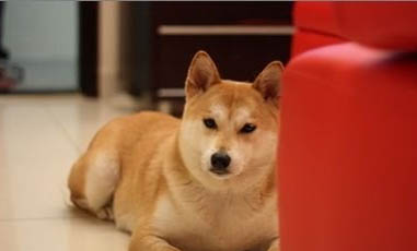 日本秋田犬產(chǎn)后十天可以洗澡嗎