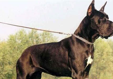 大丹犬幾天可以走路