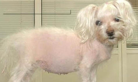 中國冠毛犬哪里有賣