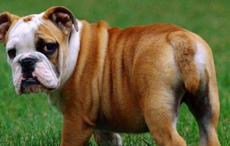 法國斗牛犬有多聰明？