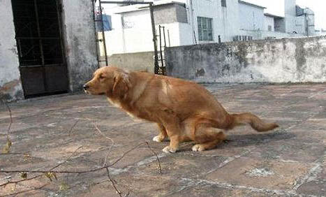 狗狗沒懷孕但是有奶水是怎么回事