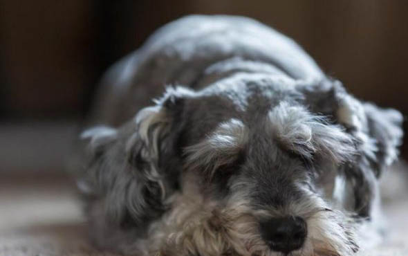 雪納瑞犬干咳的原因及處理方法