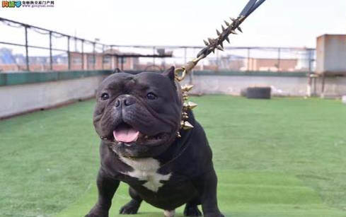 美國惡霸犬好養嗎