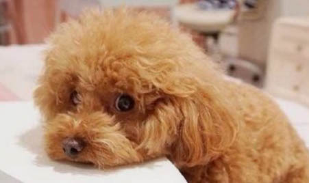 泰迪犬討厭主人的表現