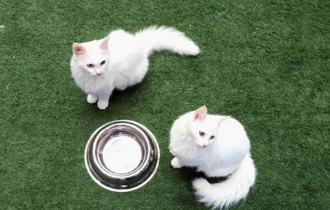 土耳其梵貓為何一直流眼淚?如何處理和注意事項