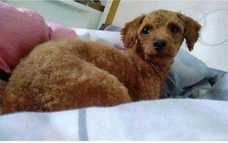 泰迪犬不可以吃什么