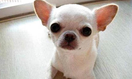 吉娃娃和小鹿犬哪個好養(yǎng)