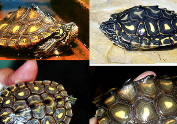 地圖龜需要曬背嗎