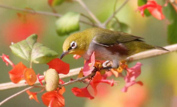 繡眼鳥一般多大開始大叫?