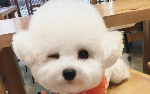 有哪些狗狗中暑癥狀