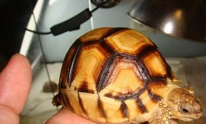 緬甸陸龜多久喂一次?