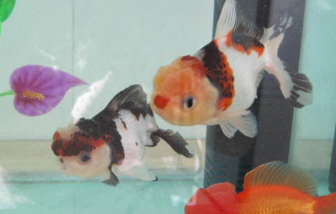 養魚開缸窮三代