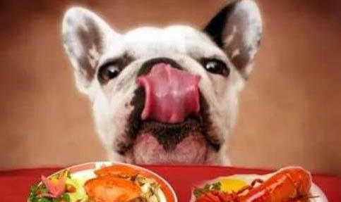 狗狗拉稀了要禁食多久