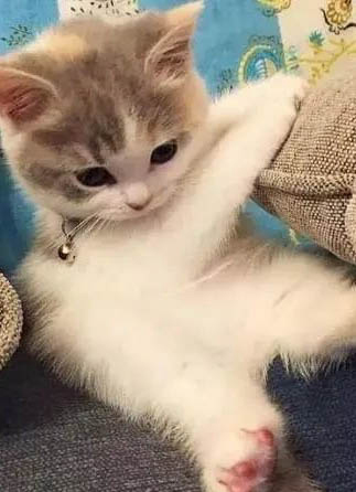 小奶貓如何喂奶？