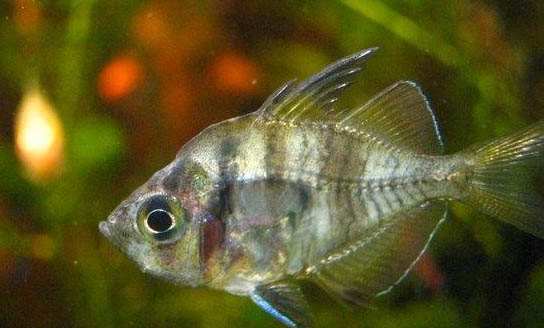 金魚需要每天喂食嗎