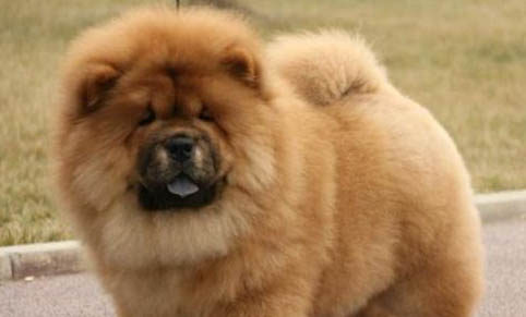 松獅犬鼻子出血的原因及處理方法