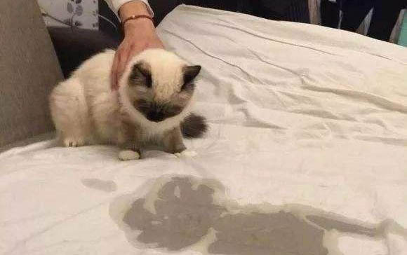 貓咪可以吃草莓嗎