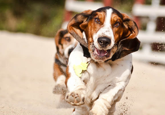 比格犬和巴吉度哪個好
