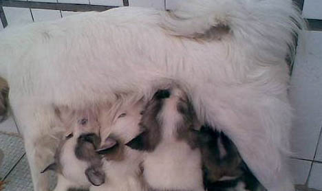 蝴蝶犬多少錢一只純種