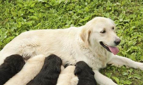 為什么狗狗愛咬主人的手