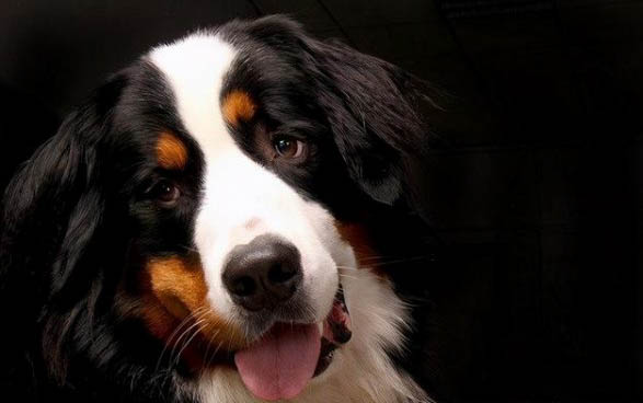 史賓格幼犬喂養