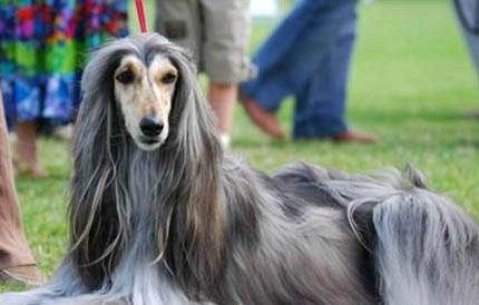 黑色長毛貓都有哪些品種