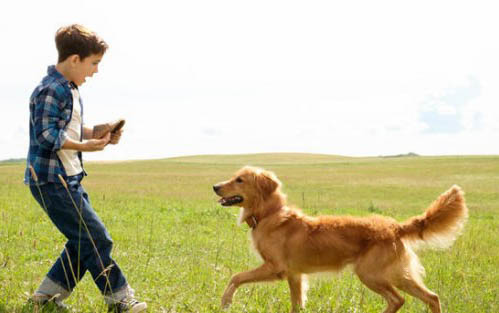 關于狗狗補鈣的知識