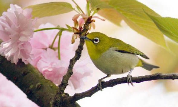 繡眼鳥怎么挑選