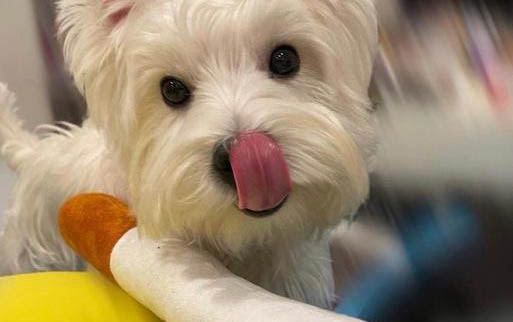 為什么都在家里養狗狗
