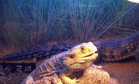 鬃獅蜥蜴溫順嗎