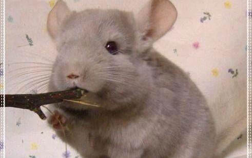 龍貓毛色淡淡的原因及處理方法