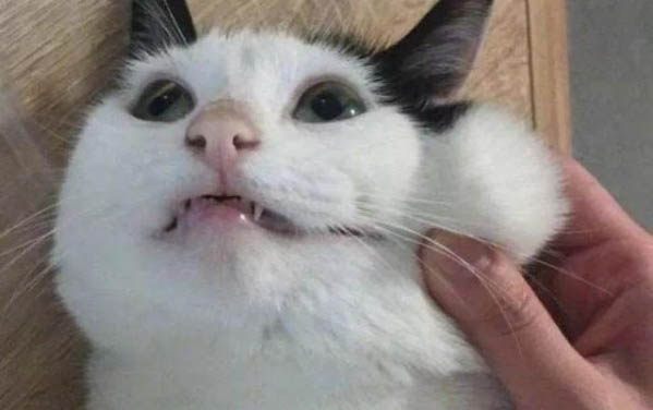 剛出生一個月的小貓可以養嗎