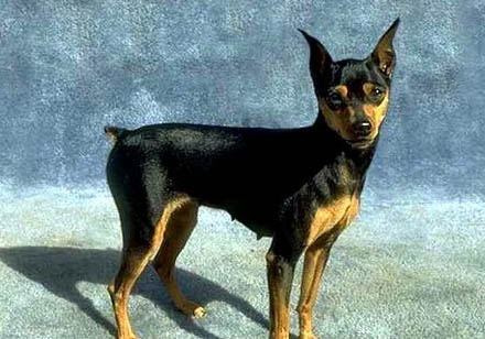 杜賓犬為什么要剪尾巴