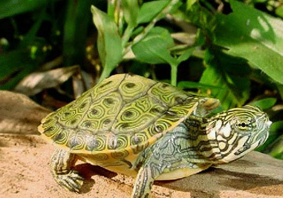 甜甜圈龜能和草龜混養嗎