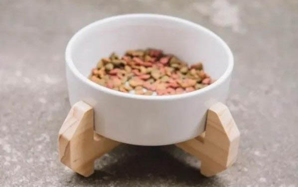 貓咪絕育手術后的注意事項