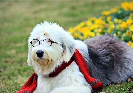 選購英國古代牧羊犬時要注意什么