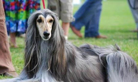 普羅特獵犬消化不良