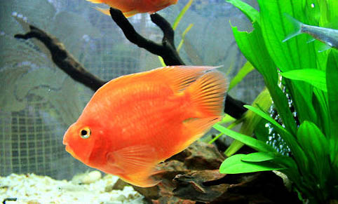 三種對水質要求不高的魚