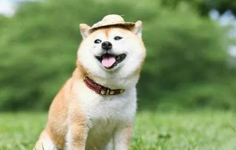柴犬體重與月份對照表？