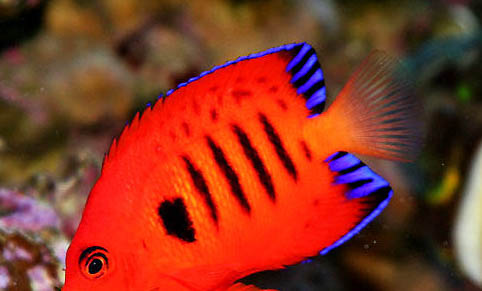 火焰龜為什么越大越便宜