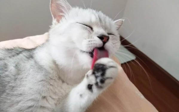 小貓能吃火腿腸么