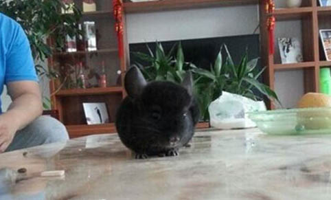 如何判斷龍貓是不是得了真菌