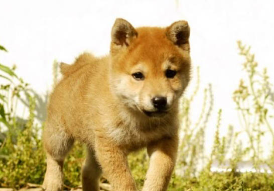 柴犬怎么看品相