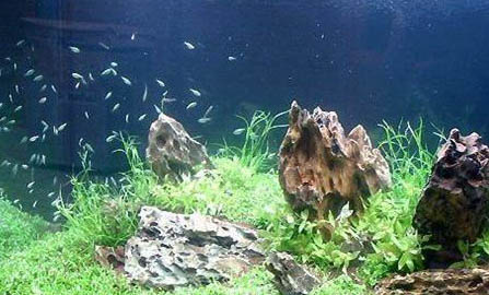 1.0的pe線可以釣多大的魚