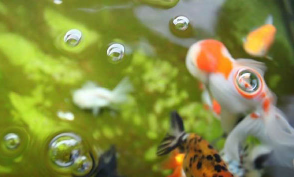 非繁殖期金魚如何分公母