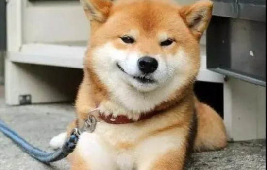 血統(tǒng)純正雄柴犬都吃什么