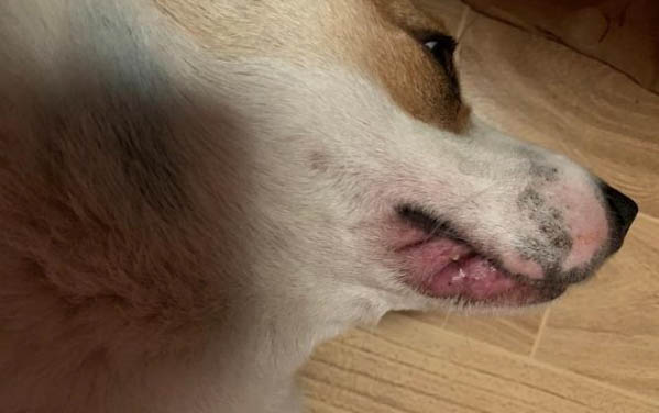 狗狗情緒有哪些表現