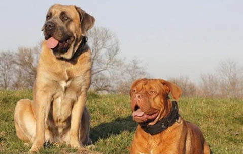 肥勒和波爾多獒犬哪個厲害