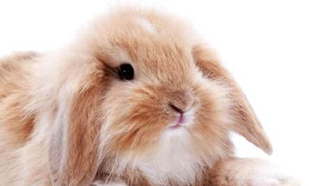 養垂耳兔必備知識有哪些